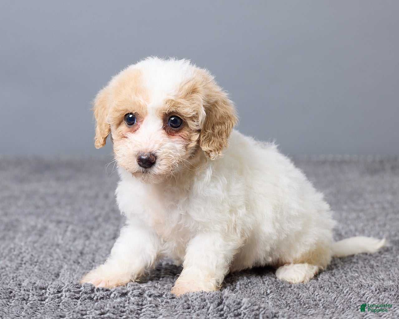 Bichpoo dogs Kate - Ad 2