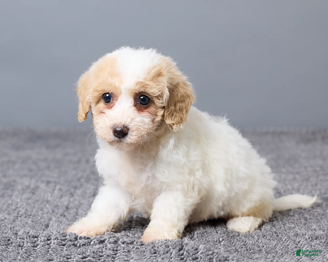 Bichpoo dogs for sale: Kate - Ad 2