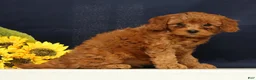 Cavapoo dogs for sale: Calla - Ad 5