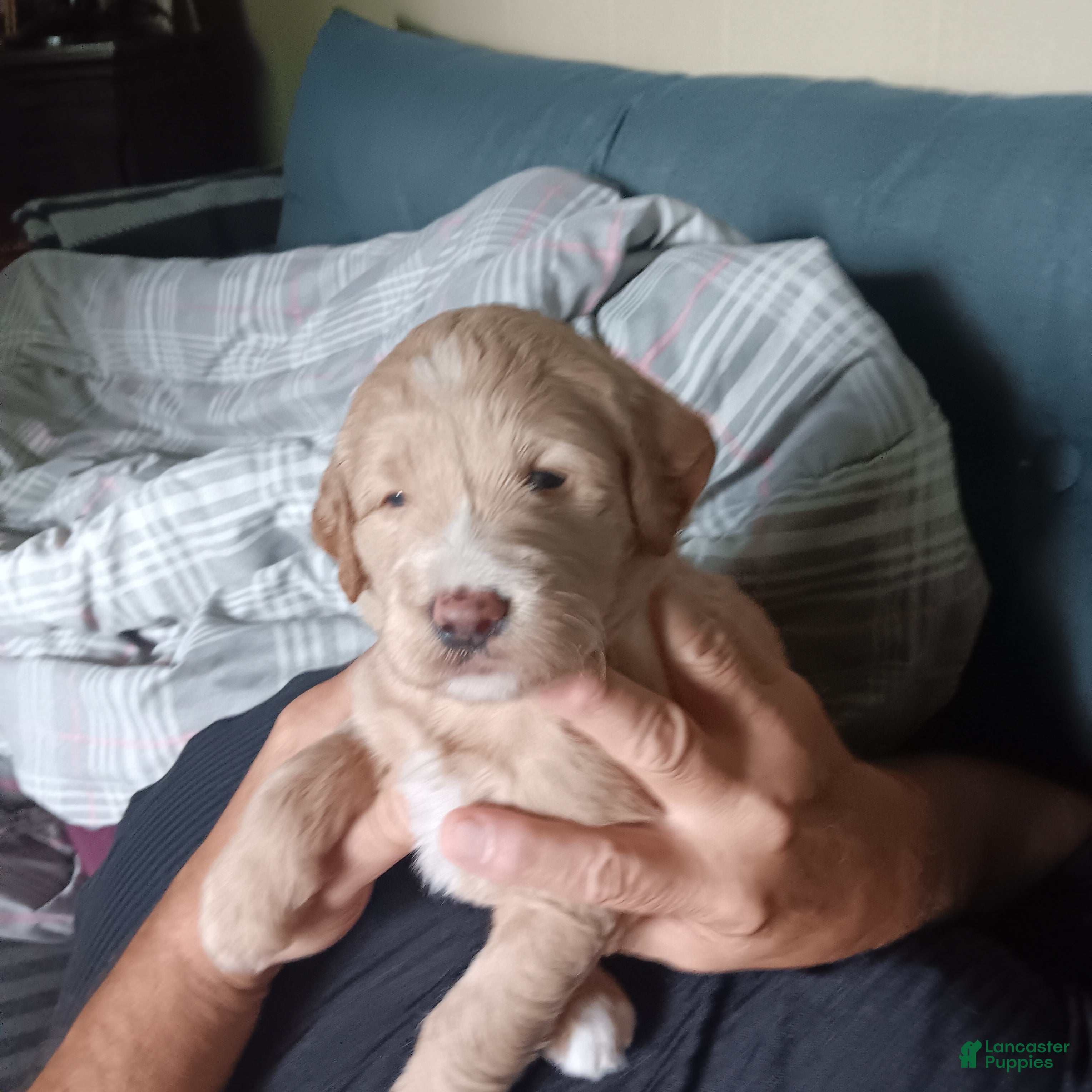Labradoodle dogs Labradoodle 5 - Ad 1