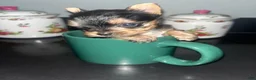 Yorkshire Terrier dogs for sale: Yorkshire Terrier 1 - Ad 4