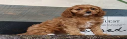 Cavapoo dogs for sale: Tracy - Ad 6