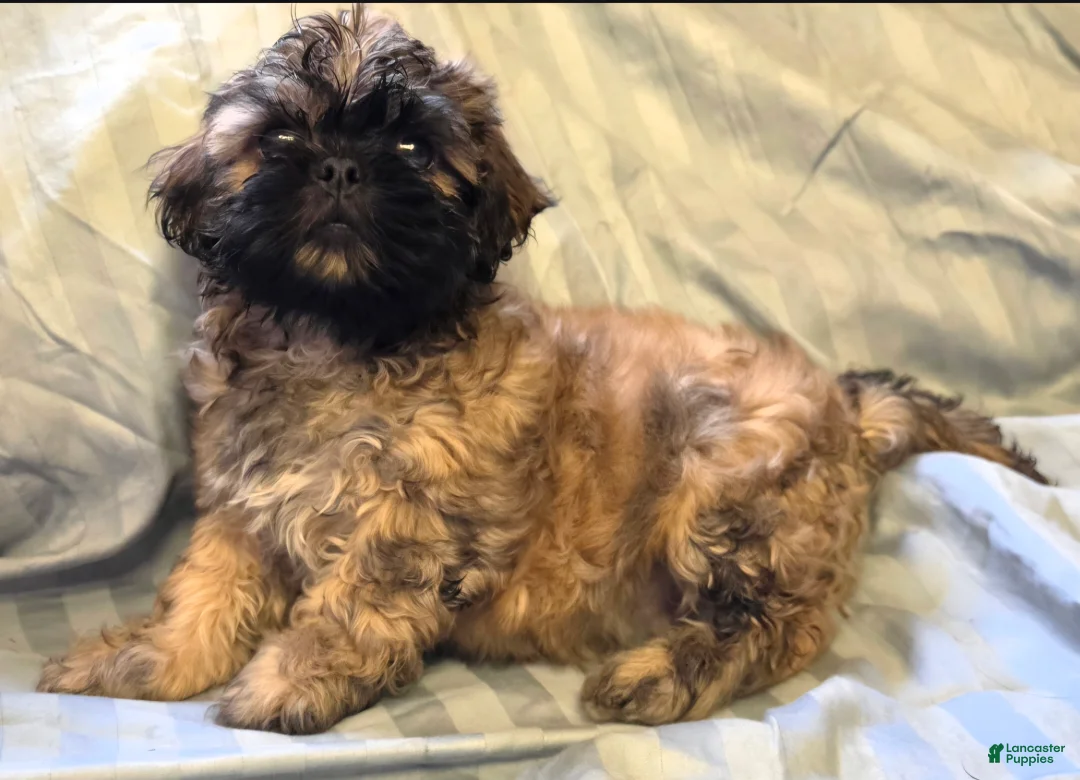 Teddy Bear dogs for sale: Jasper - Ad 2