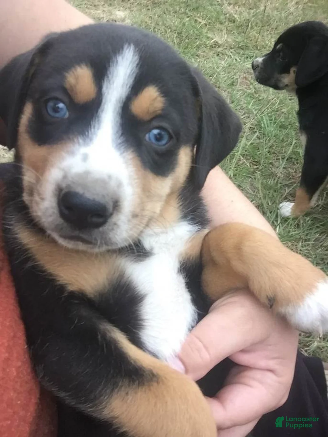 Gallery Image {{count}}