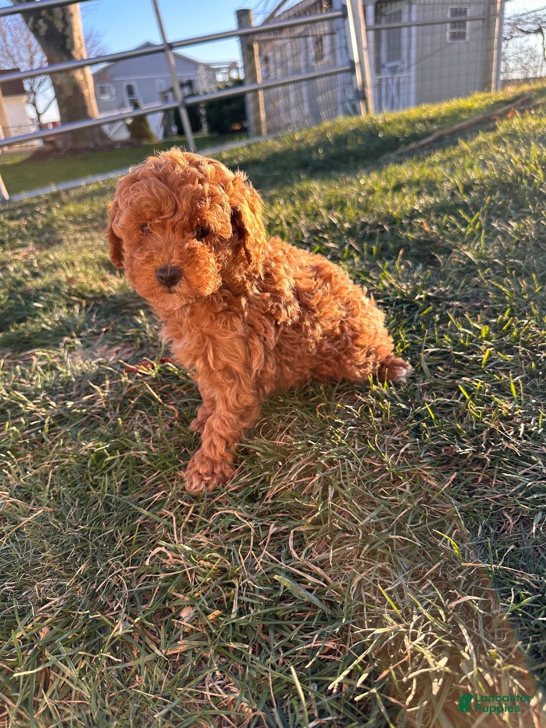 Toy Poodle dogs for sale: Coco- AKC POTTY TRAINED - Ad 8