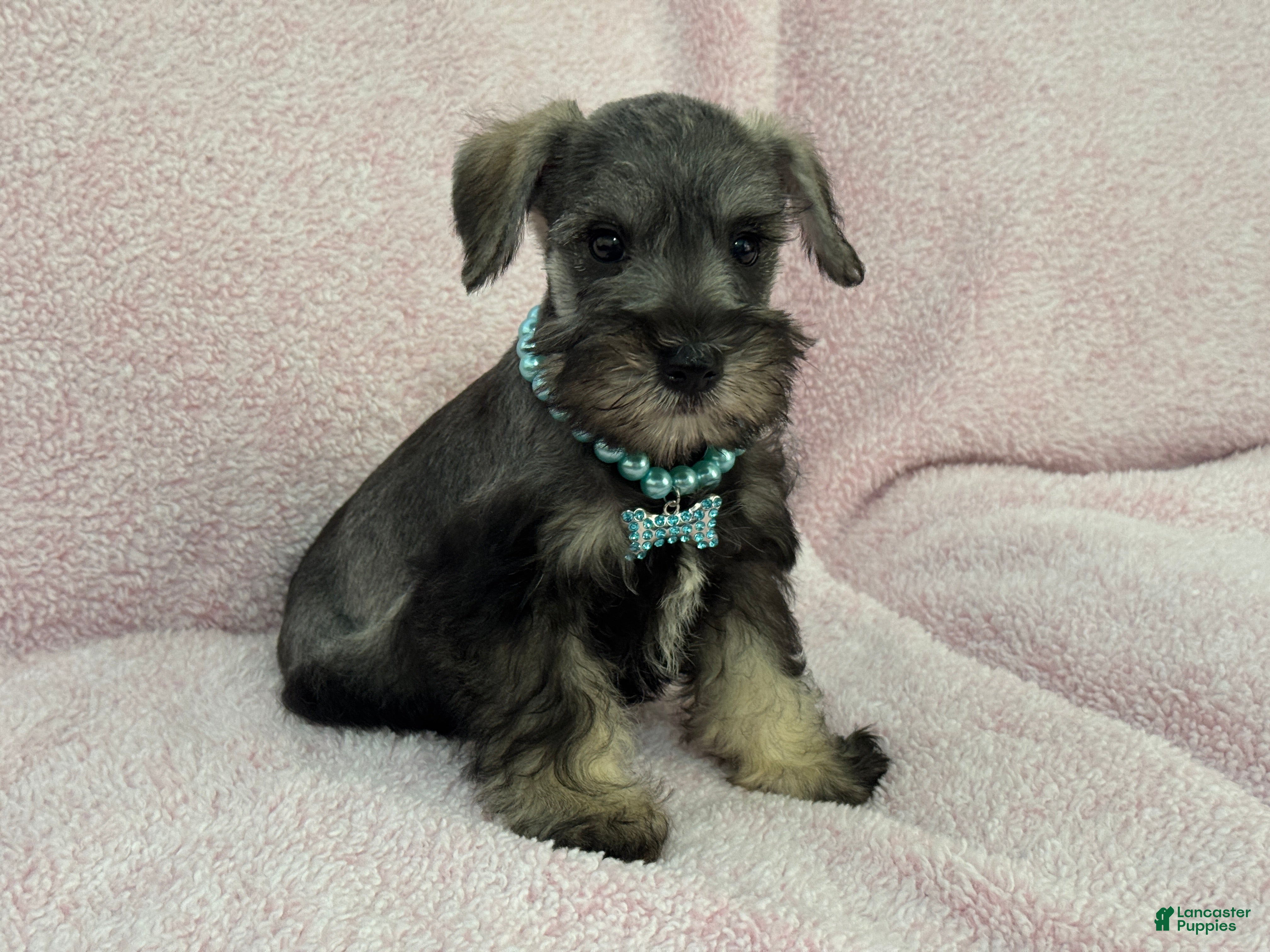 Miniature Schnauzer dogs Josie Female 5 - Ad 9