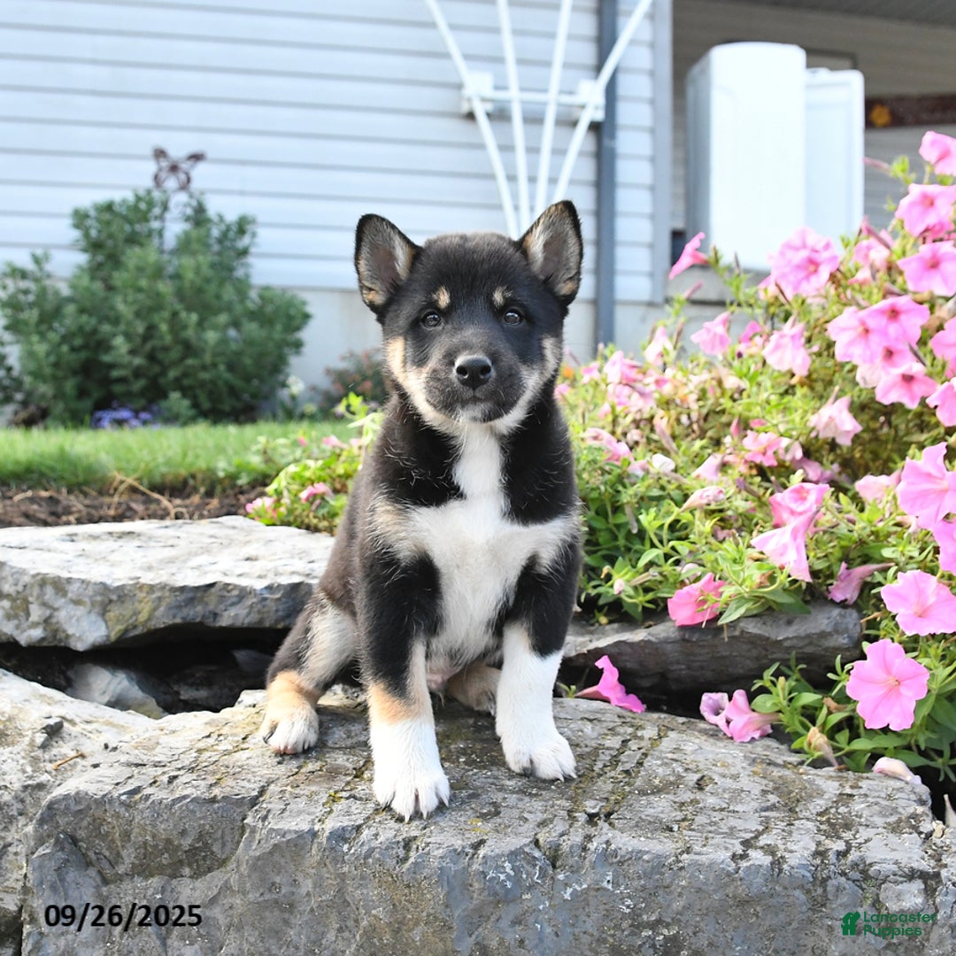 Shiba Inu dogs for sale: Victor - Ad 7