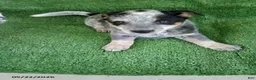 Australian Cattle Dog dogs for sale: Kathy - Ad 1