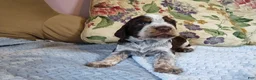 English Springer Spaniel dogs for sale: Mr. Fritz - Ad 7