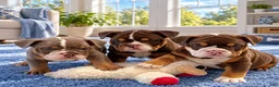 English Bulldog dogs for sale: Twix - Ad 1