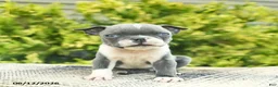 Boston Terrier dogs for sale: Bentley - Ad 1