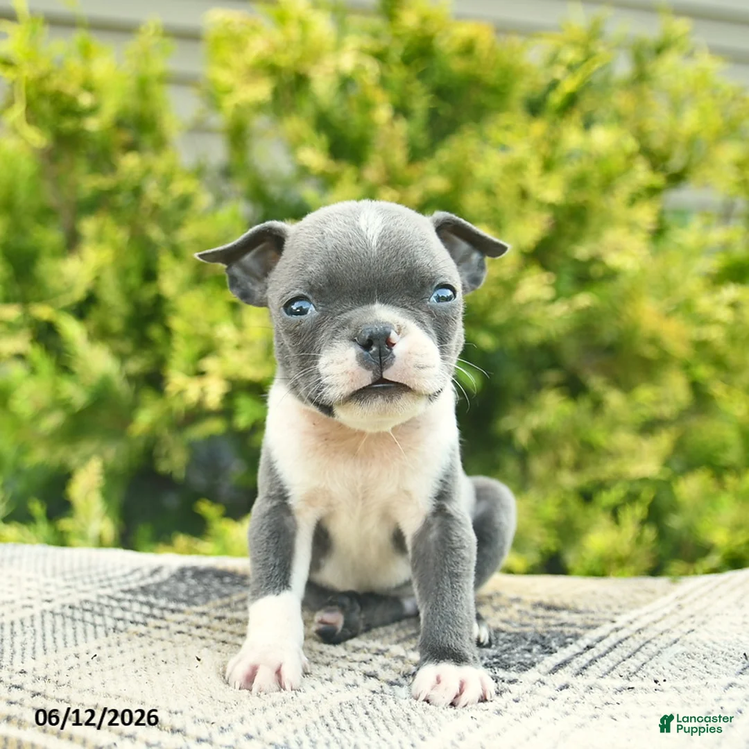 Boston Terrier dogs for sale: Bentley - Ad 1