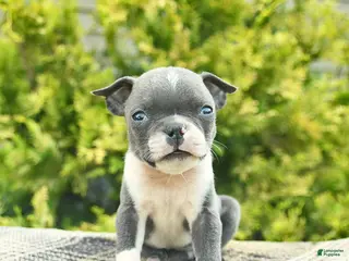 Boston Terrier dogs for sale: Bentley - Ad 3