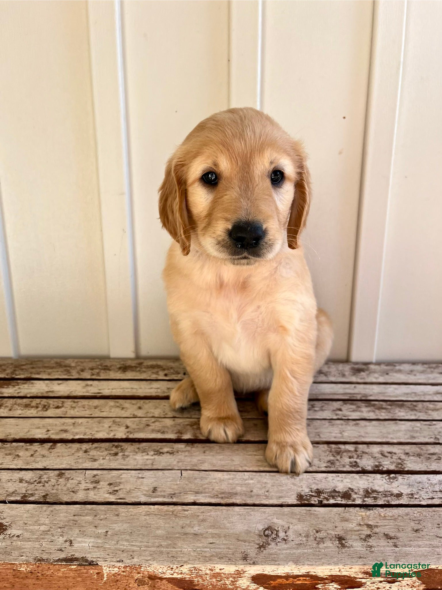 Golden Retriever dogs Tan Girl - Ad 5