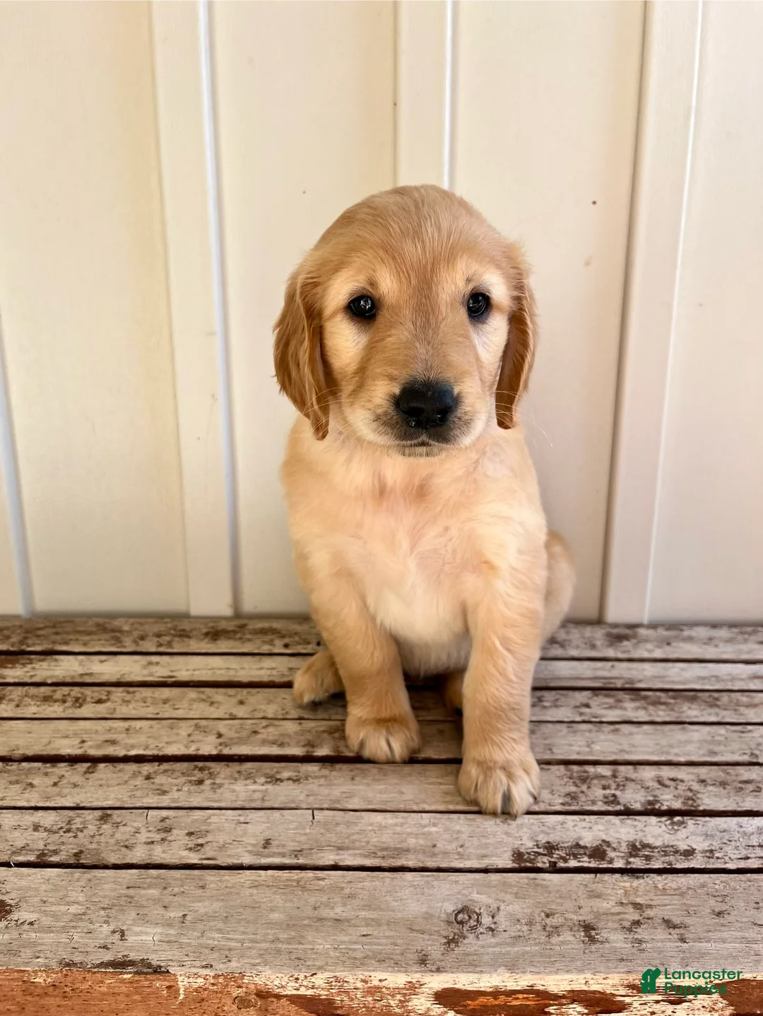 Golden Retriever dogs for sale: Tan Girl - Ad 1