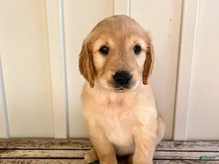 Golden Retriever dogs Tan Girl - Ad 5