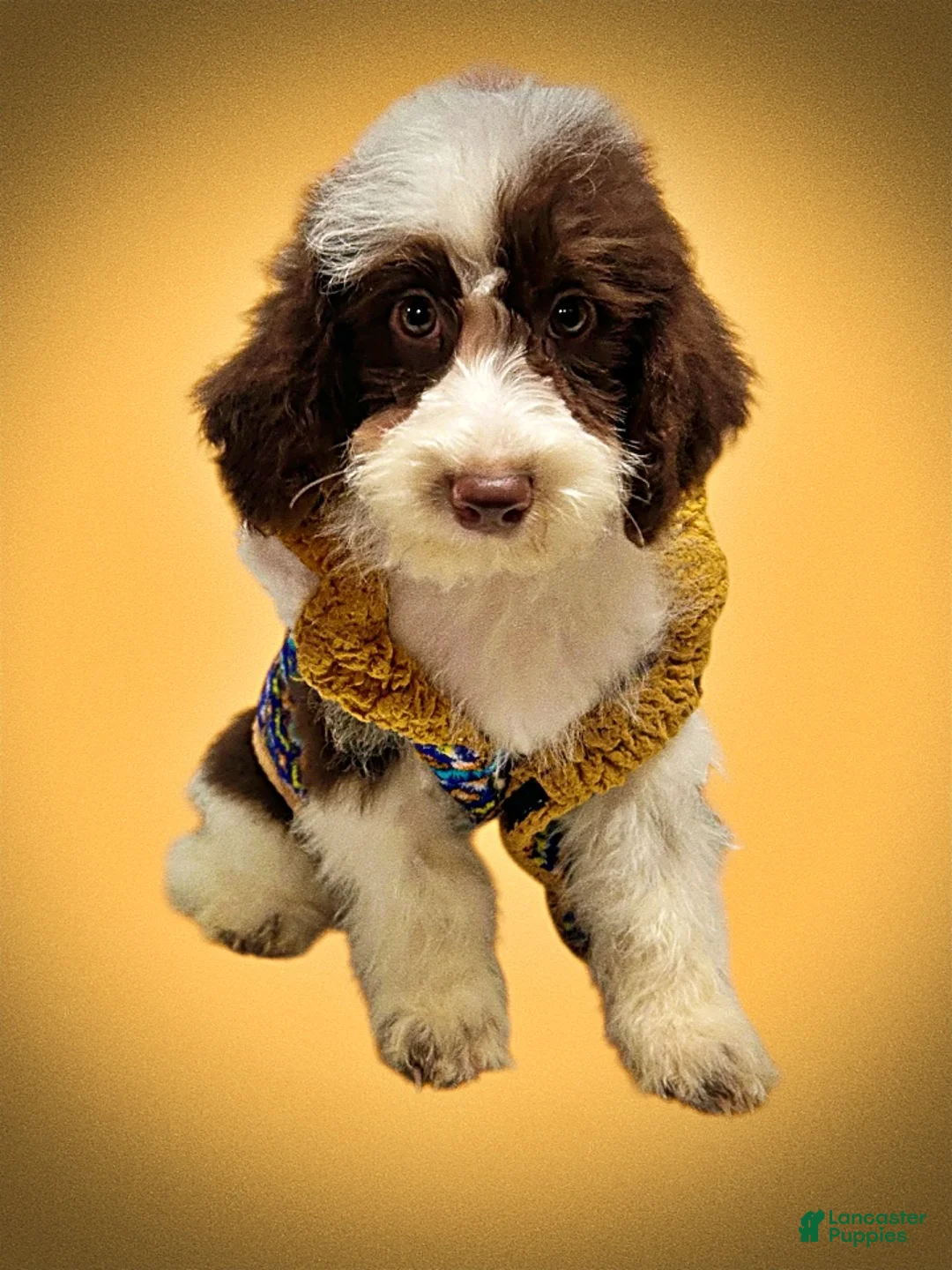 Havapoo dogs for sale: Simba - Ad 19