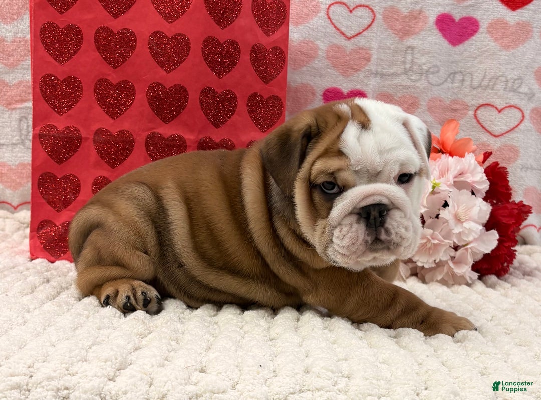 English Bulldog dogs for sale: Tammy - Ad 3