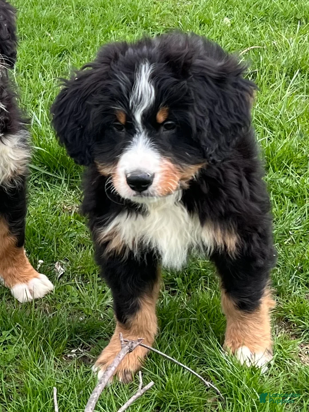Bernedoodle dogs for sale: Sampson - Ad 1