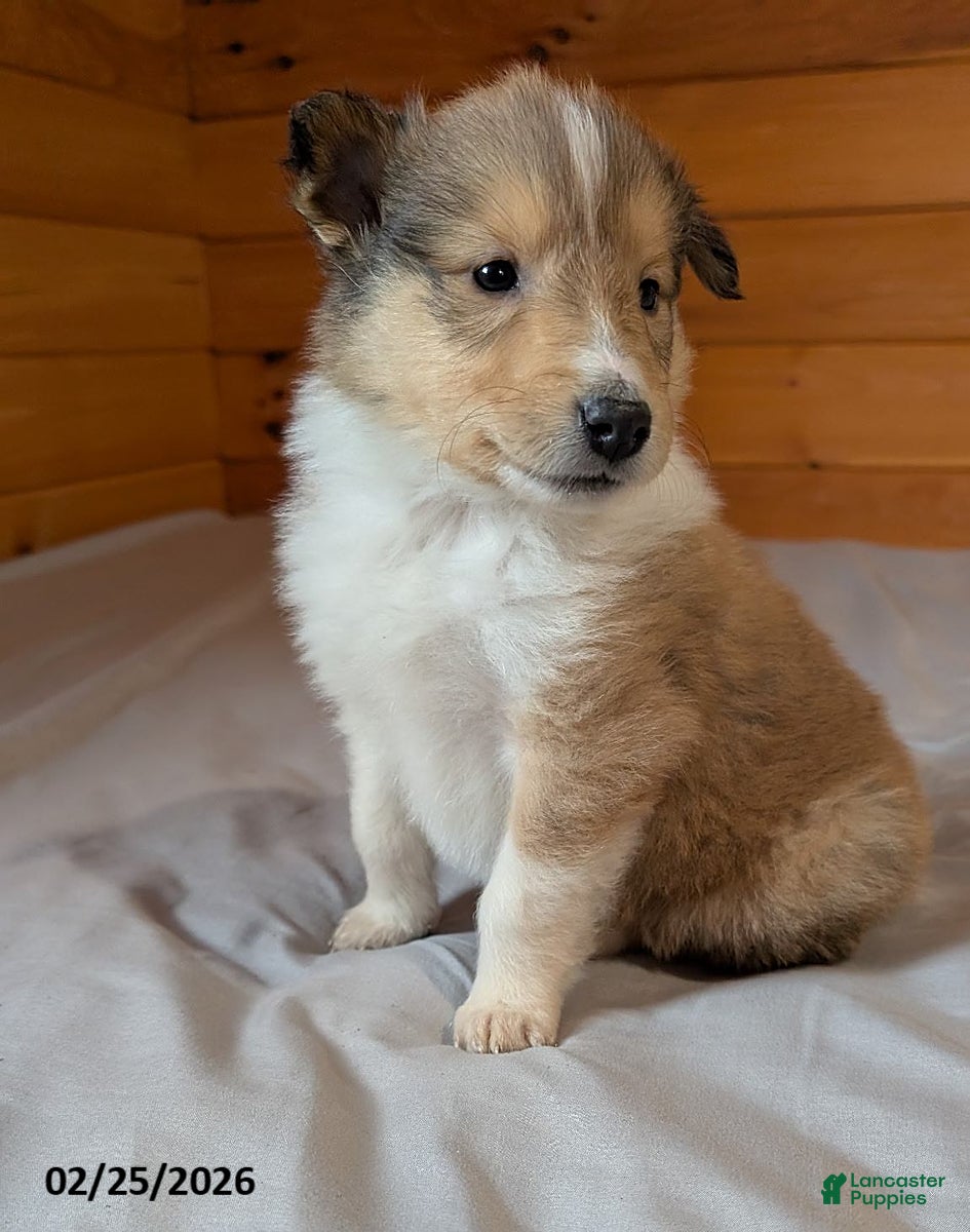 Collie dogs Pokey - Ad 1