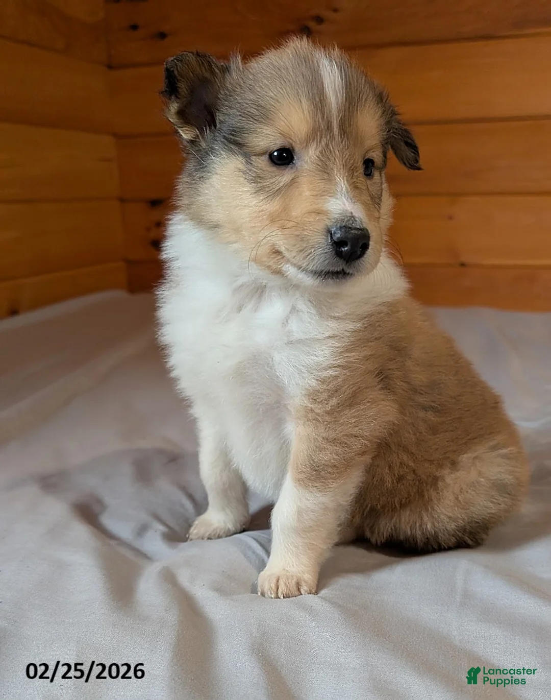 Collie dogs for sale: Pokey - Ad 1