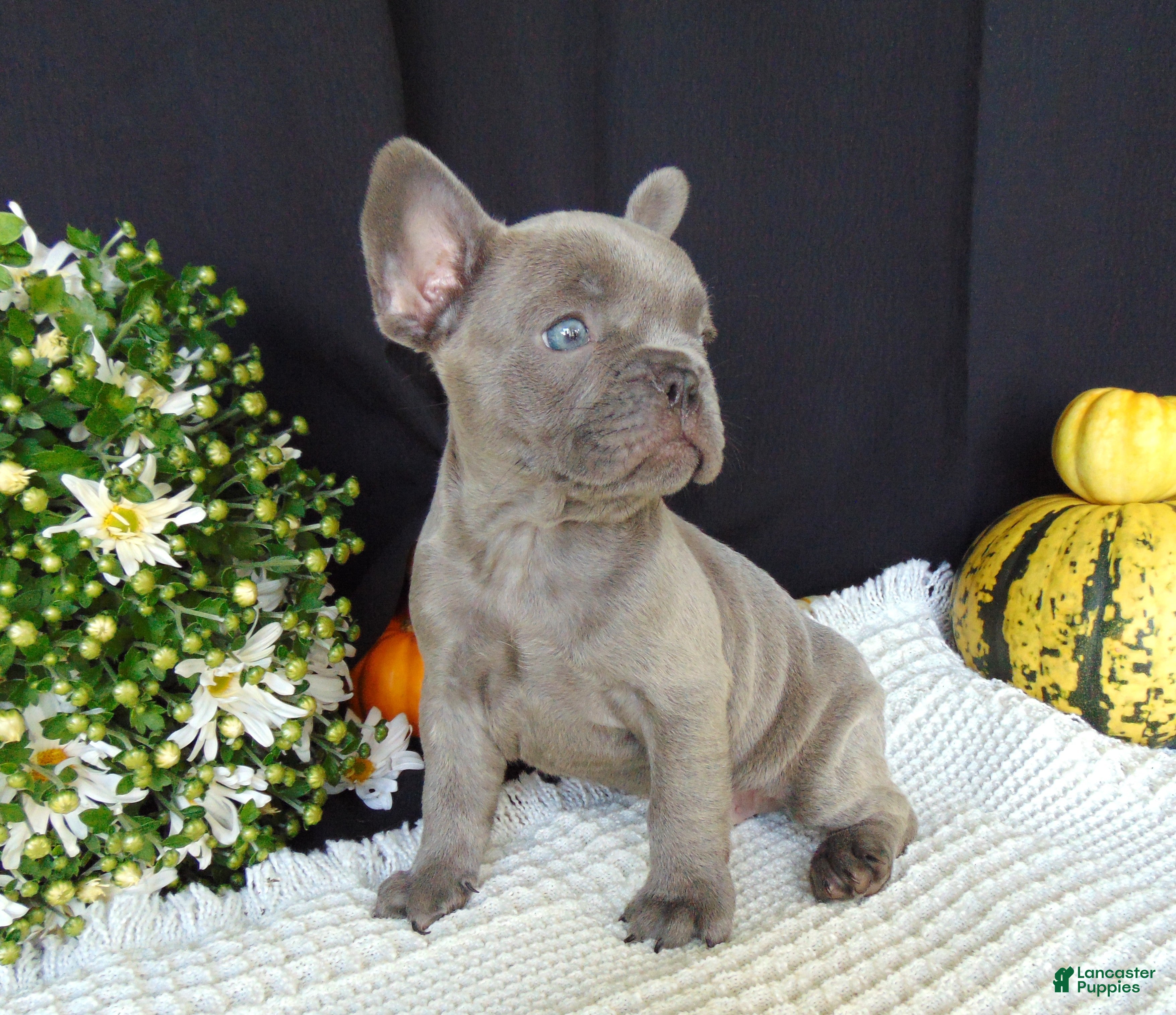 French Bulldog dogs Myles - Ad 1