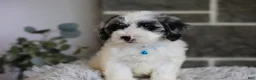Maltipoo dogs for sale: Dexter  - Ad 6