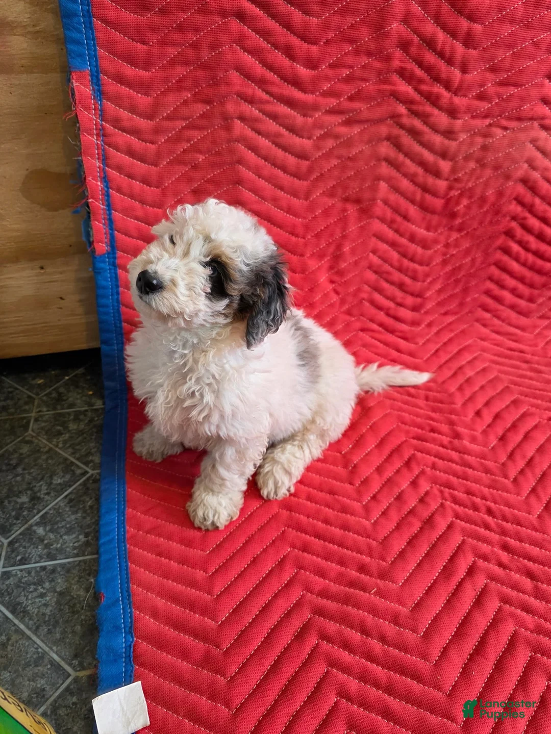 Mini Goldendoodle dogs for sale: Bruno - Ad 3