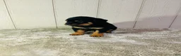 Rottweiler dogs for sale: Rottweiler 2 - Ad 6