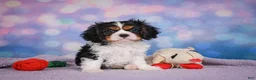 Cavalier King Charles Spaniel dogs for sale: Abel - Ad 3