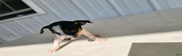 Chihuahua dogs for sale: Scrappy - Ad 6