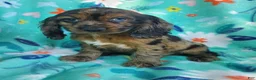Cocker Spaniel dogs for sale: Dylan - Ad 5