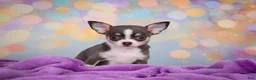 Chihuahua dogs for sale: Gina - Ad 7