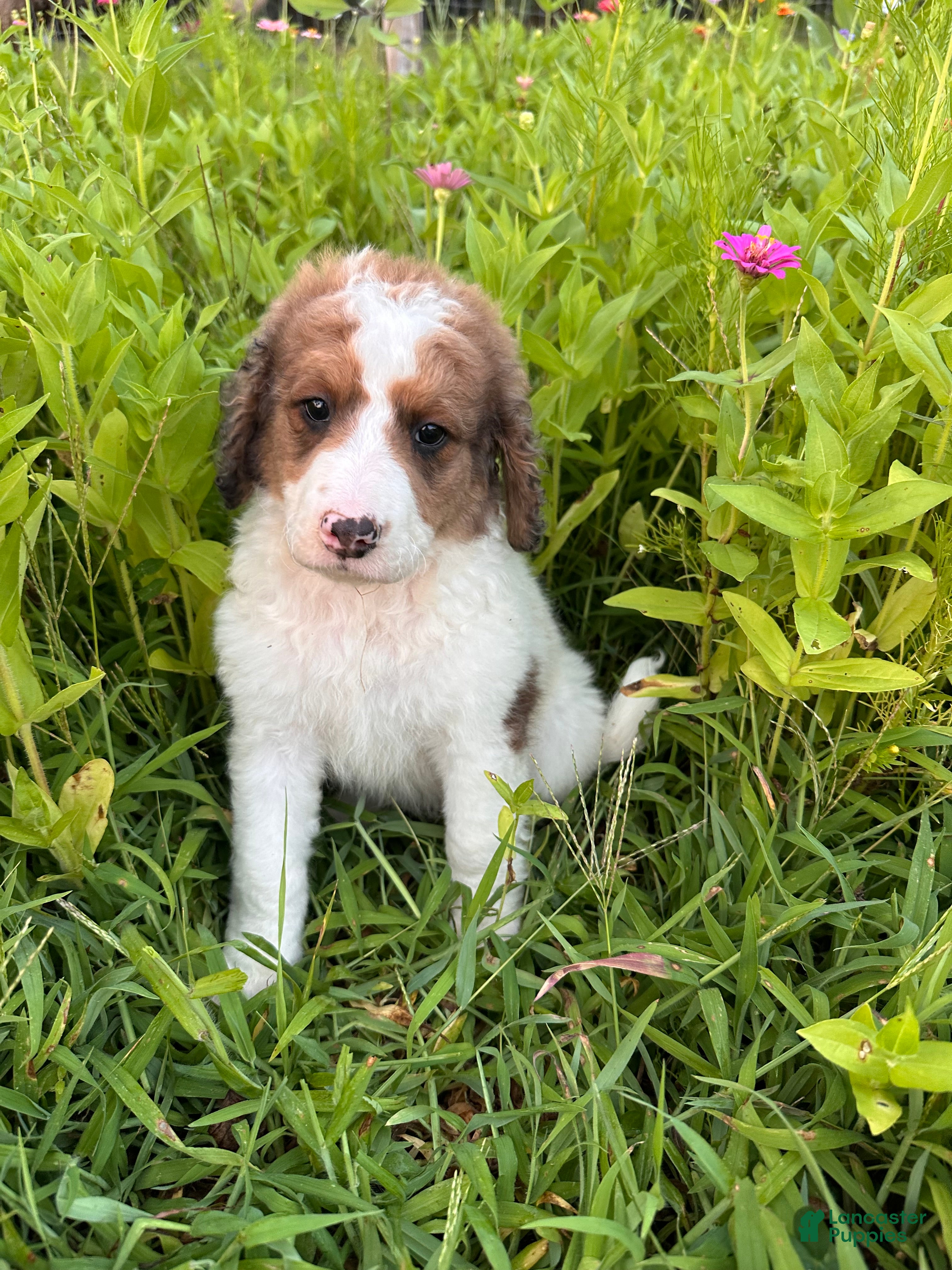Bernedoodle dogs Cricket - Ad 2