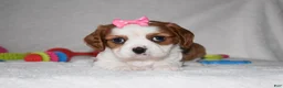 Cavalier King Charles Spaniel dogs for sale: Queenie  - Ad 4