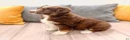 Australian Shepherd dogs for sale: Lady - Ad 4