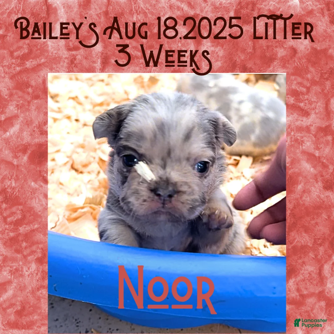 Mini Bernedoodle dogs for sale: Kian “Blue Collar” Male - Ad 38