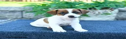 Jack Russell Terrier dogs for sale: Jenna - Ad 5