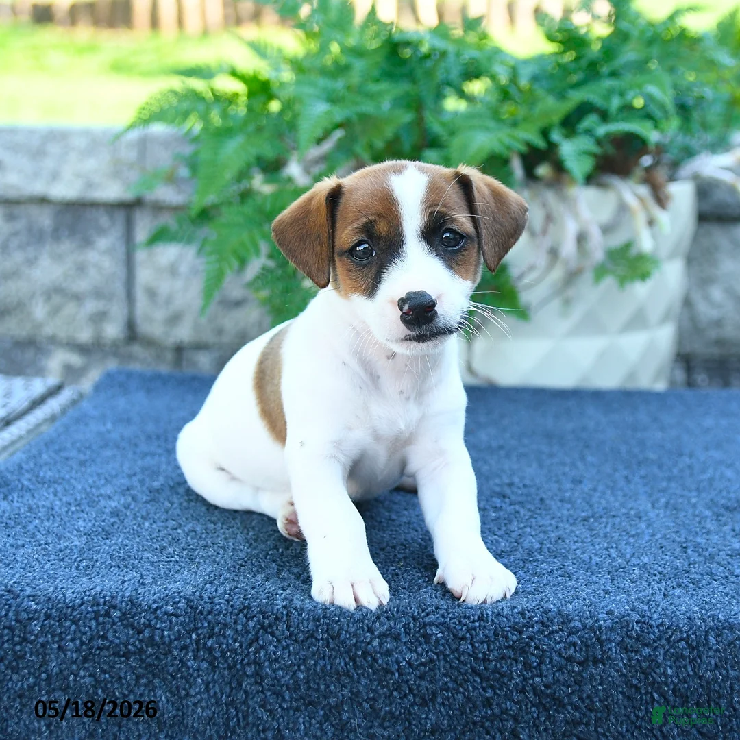 Jack Russell Terrier dogs for sale: Jenna - Ad 5