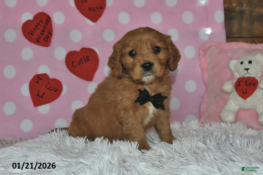 Miniature Golden Retriever dogs for sale: Poochy - Ad 5