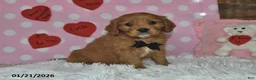 Miniature Golden Retriever dogs for sale: Poochy - Ad 10