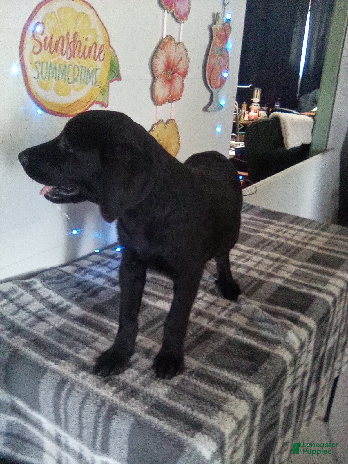 Labrador Retriever dogs Clarie - Ad 2