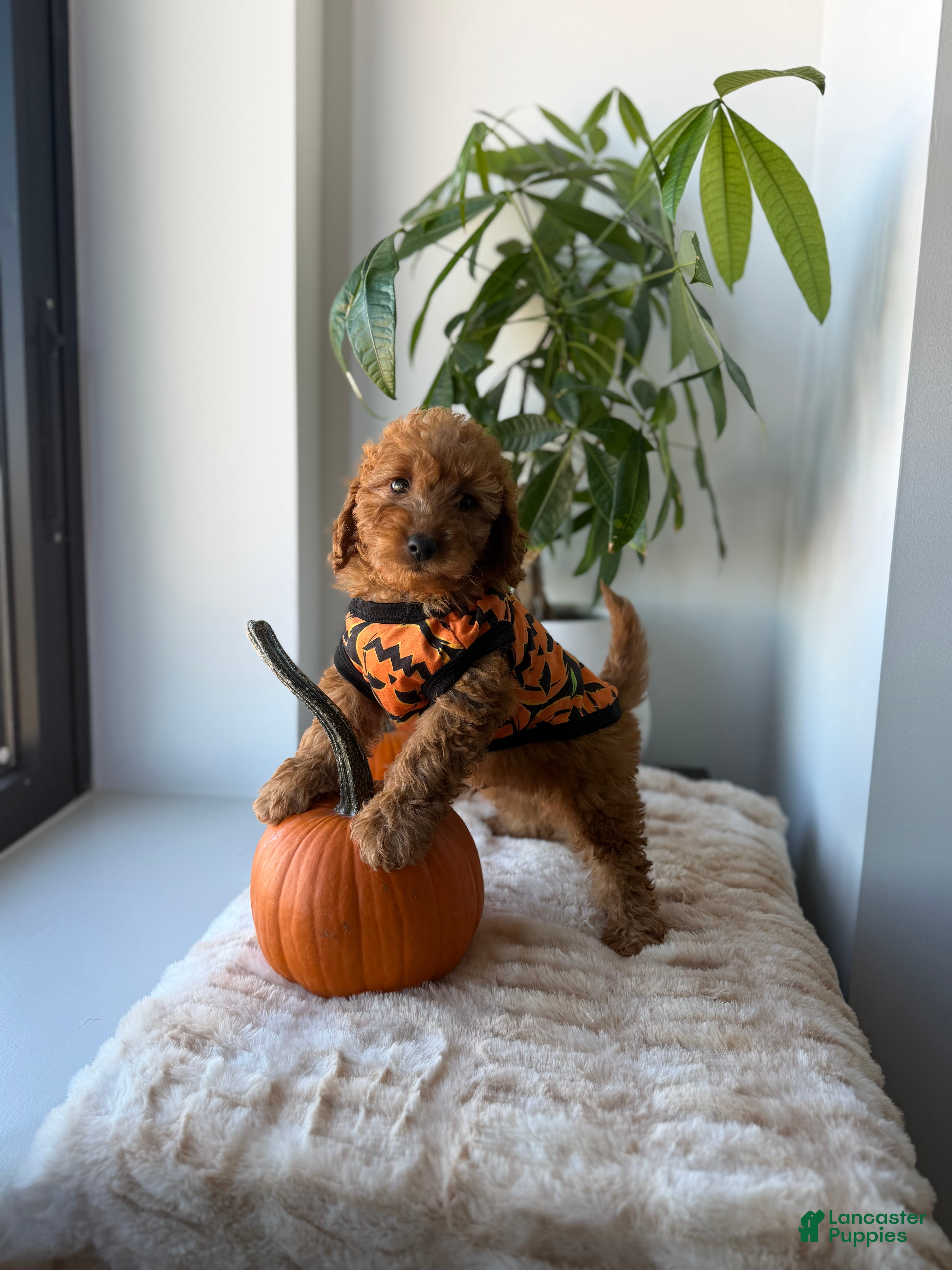 Mini Goldendoodle dogs Prada - Ad 1