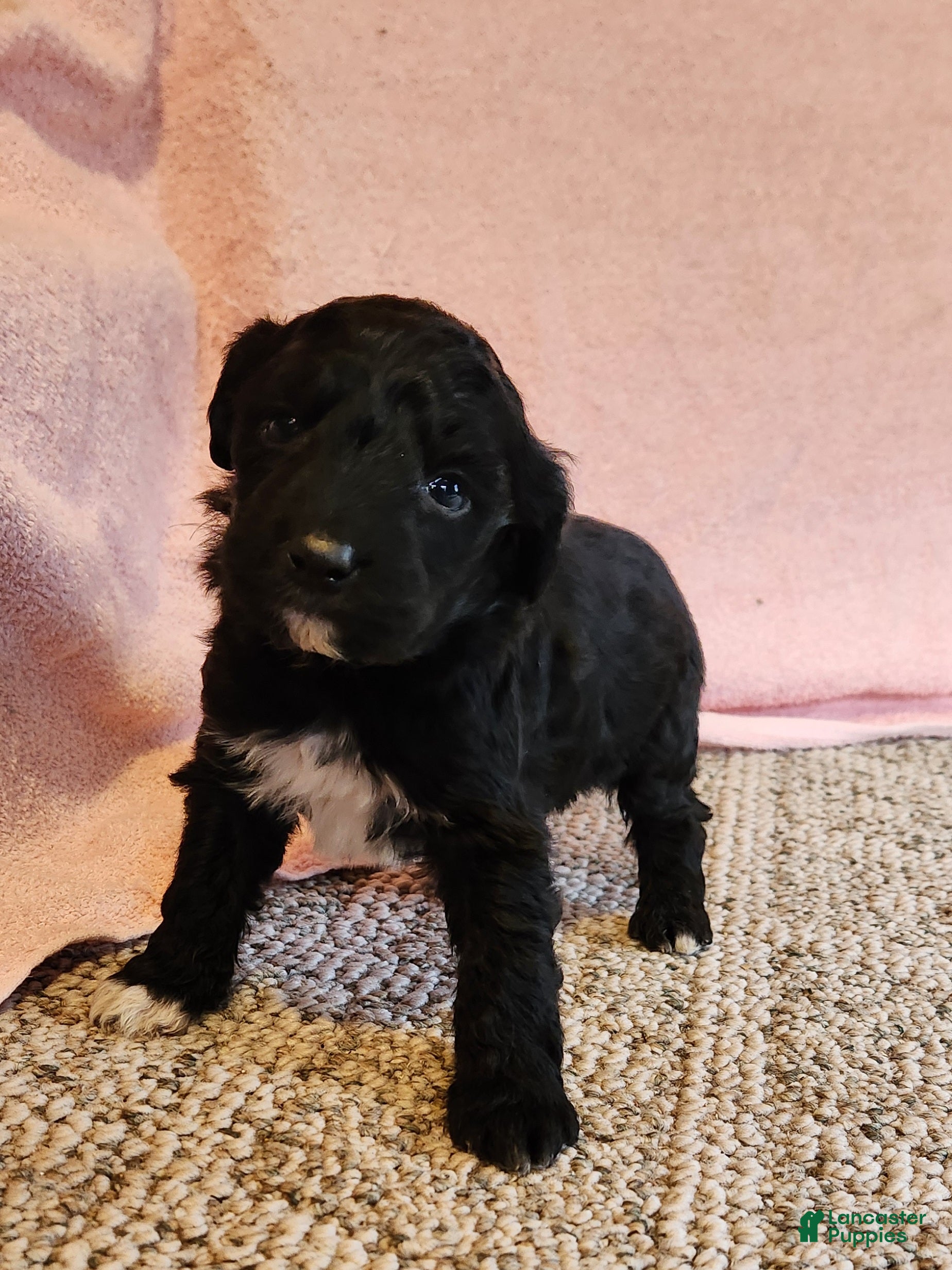 Portuguese Water Dog dogs Everest - Ad 2