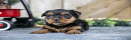 Yorkshire Terrier dogs for sale: Roxie - Ad 3