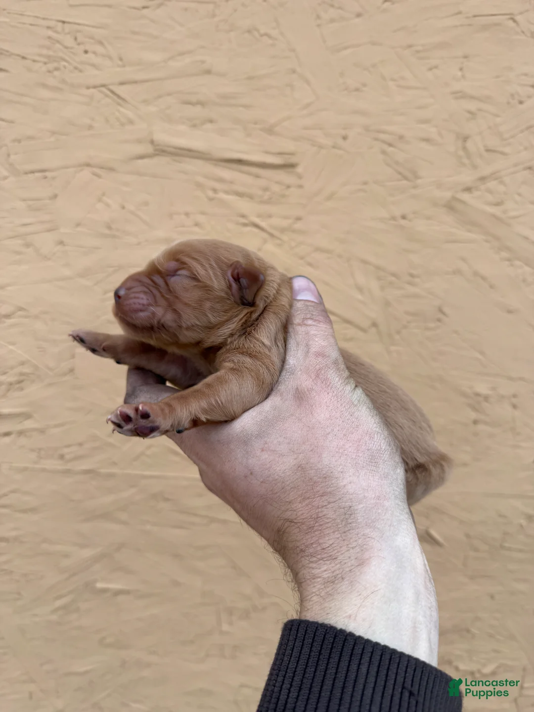 Golden Retriever dogs for sale: Tom - AKC, Genetically Clear - Ad 2