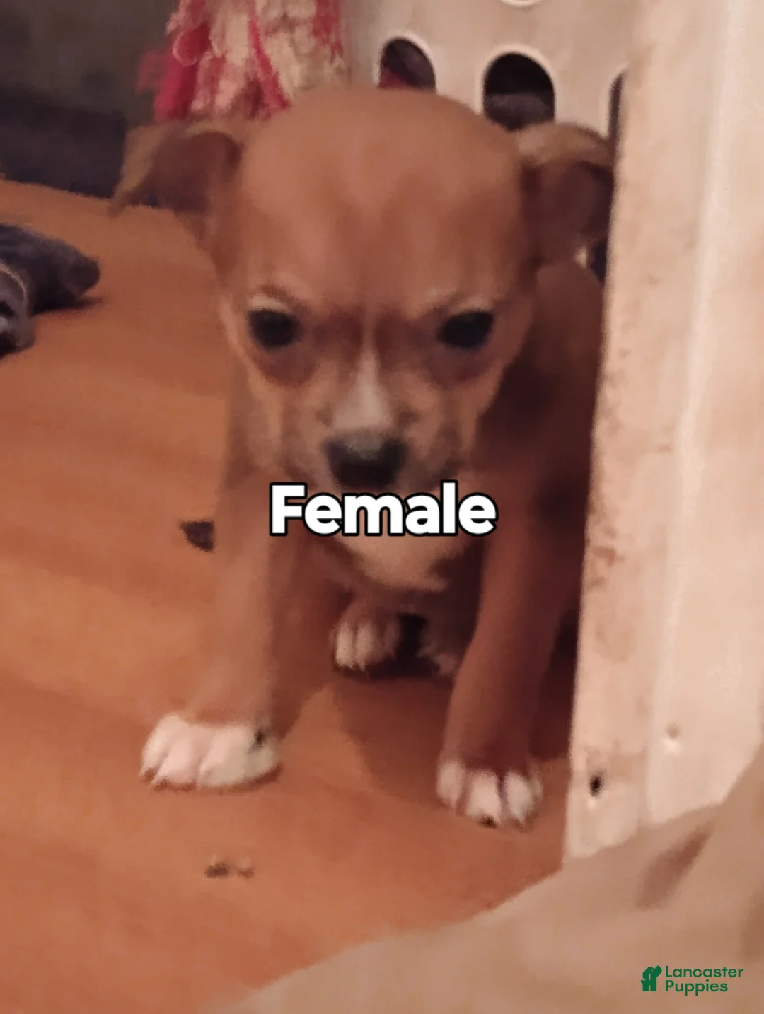 Gallery Image {{count}}