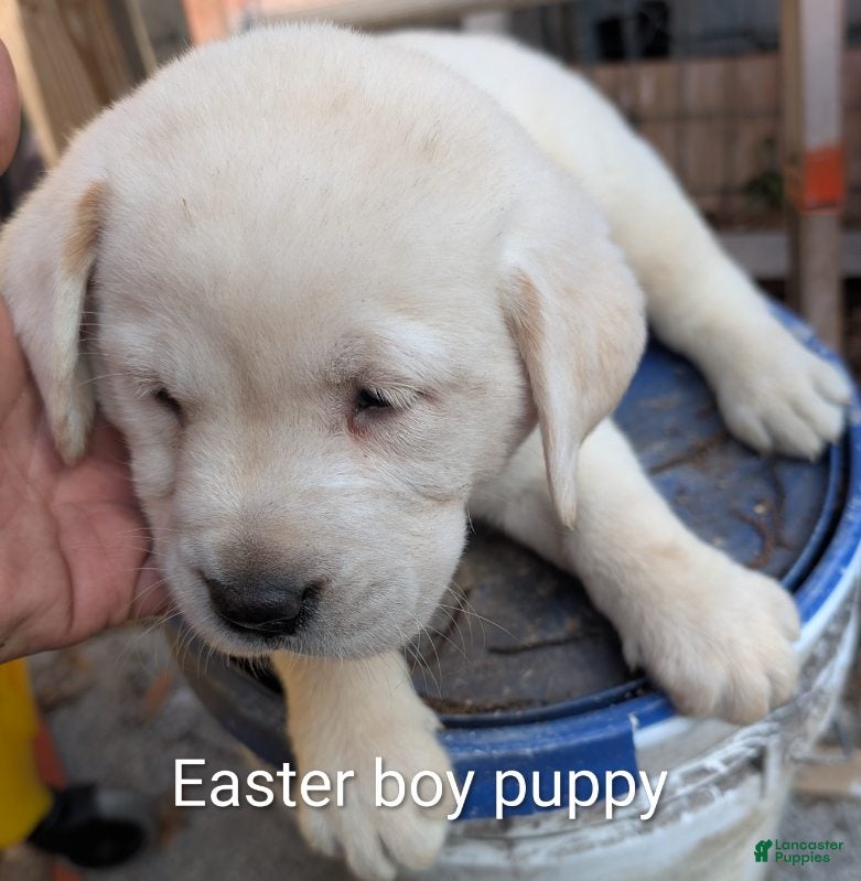 Labrador Retriever dogs Labrador Retriever Boy 3 - Ad 1