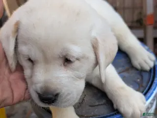 Labrador Retriever dogs for sale: Labrador Retriever Boy 3 - Ad 3