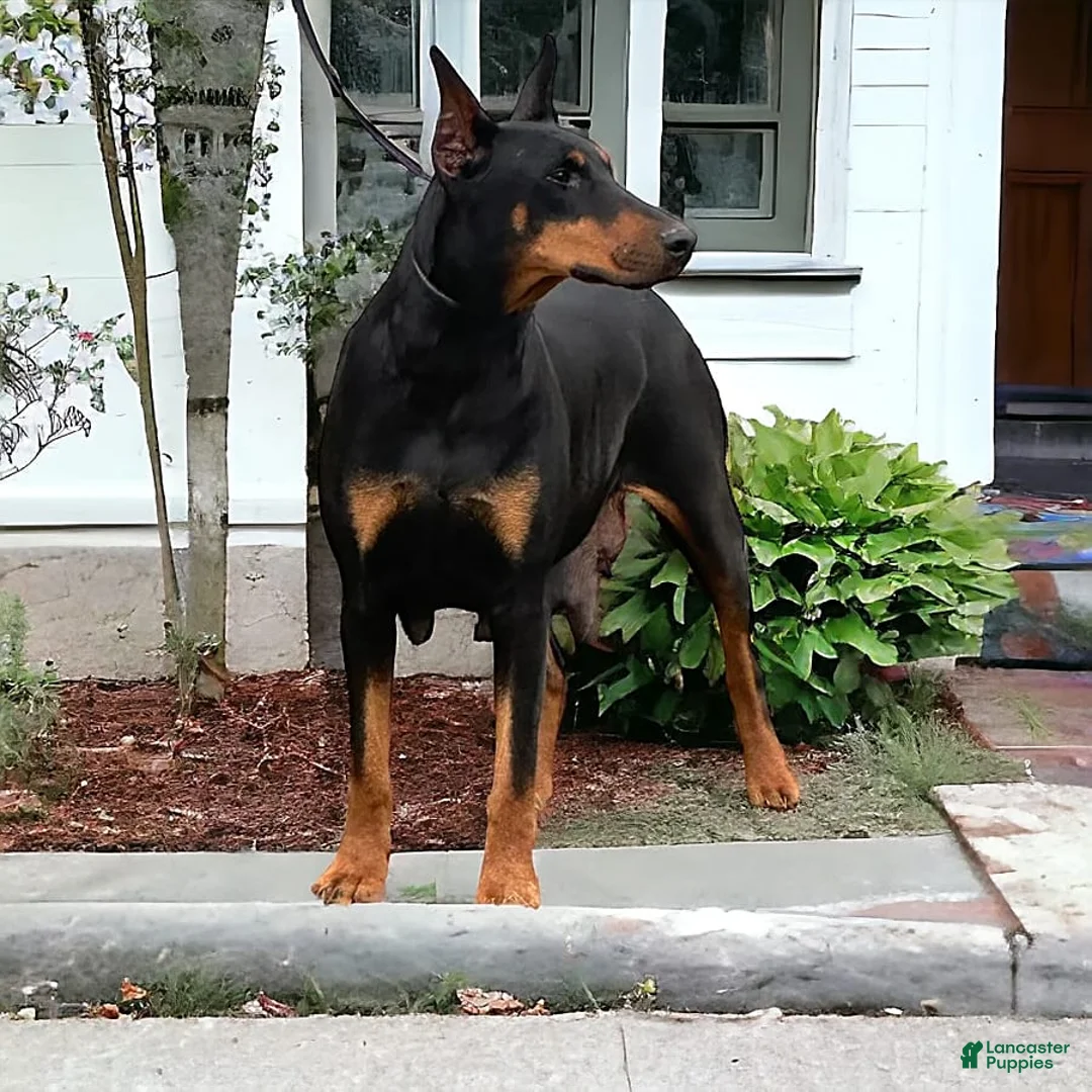 Gallery Image {{count}}